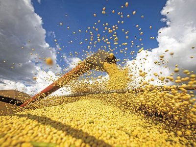 Soja - Créditos: shurtterstock