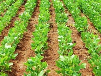 Um dos principais desafios nesta safra é o controle da ferrugem asiática - Crédito Ana Maria Diniz