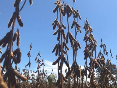 Soja - Foto: Tratto Agro