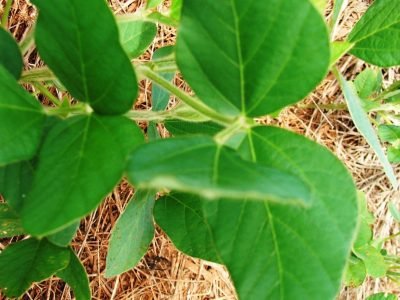 Seminário Desafios da Liderança Brasileira no Mercado Mundial da Soja