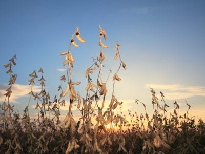 Soja-Crédito: Shutterstock