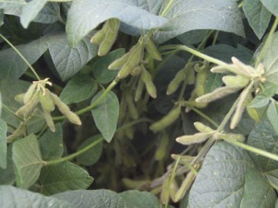 Soja-Crédito-Adrielle-Teodoro-11