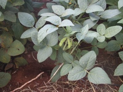 Soja-Crédito-Adrielle-Teodoro-7