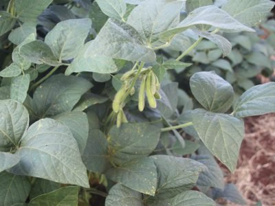 Soja-Crédito-Adrielle-Teodoro-8