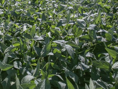 Soja - Crédito Fagner Almeida Divulgação