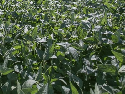 Soja - Crédito Fagner Almeida Divulgação