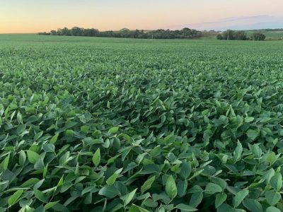 Soja - Foto: Paulo Pires/Divulgação