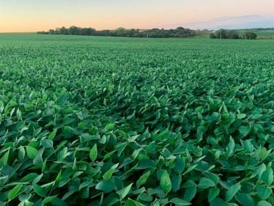 Soja - Foto: Paulo Pires/Divulgação