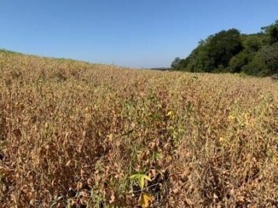 Soja-Estiagem-Crédito-Divulgação