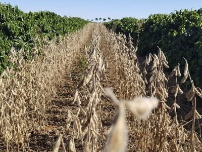 Soja e café - Créditos: Eberton de Carvalho