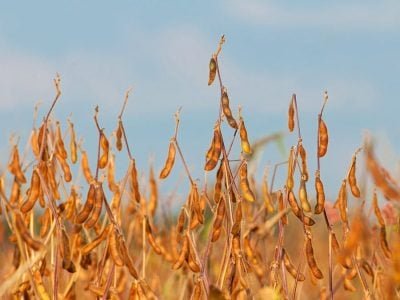 Soja - Crédito: Shutterstock