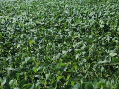 Soja_Crédito-Alltech-Crop-Science