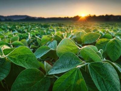 Soy,Field,In,Early,Morning.,Soy,Agriculture