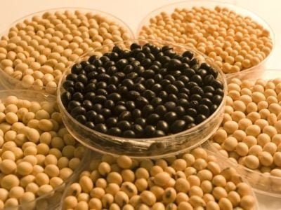 Atento ao potencial de produtividade da soja do Brasil, o Comitê Estratégico Soja Brasil (CESB) projeta que mais de 10% da área de soja plantada no Brasil adotem algumas recomendações sugeridas pela entidade para alcançar de 67 a 90 sacas/ha até 2020 -  Crédito Fernando Gomes
