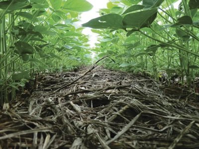 O plantio direto é uma tecnologia praticável e acessível - Crédito: Álisson Vanin