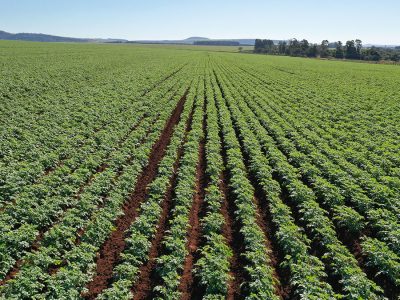 Imagem Ilustrativa / Shutterstock