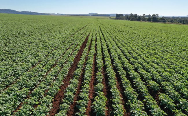 Imagem Ilustrativa / Shutterstock