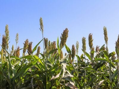 Sorgo - Crédtio: Shutterstock