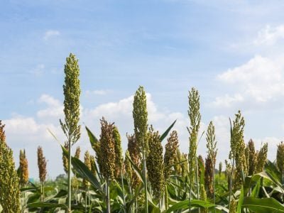 Sorgo - Crédito: Shutterstock