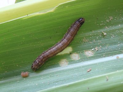 Spodoptera