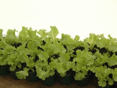 Substrato - crédito: Luize-Hess