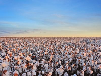 Algodão baiano avança no cumprimento dos critérios de sustentabilidade