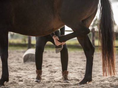 Horse osteopathy professional treatment photo