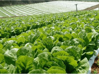 Plasticultura BR - Crédito: Divulgação