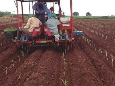 TMC 3000 realizando plantio em áreas da Usina Cerradão - Frutal-MG- Crédito Motoagro
