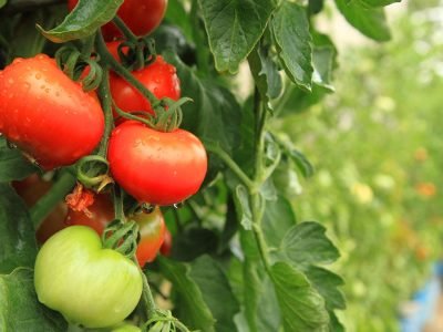 Tomate - Créditos: shurtterstock