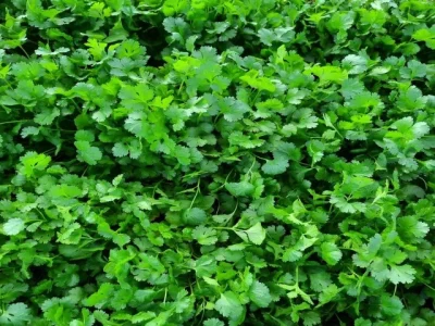 Coentro Coimbra, Topseed Premium
Agristar do Brasil