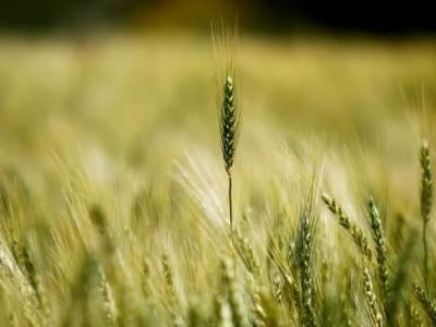 EXPEDIÃ‡ÃƒO SAFRA - PARANA - TRIGO NA REGIAO DE GUARAPUAVA