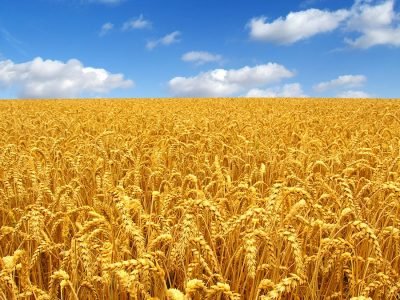 Créditos: shurtterstock