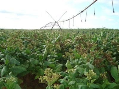 Lavoura irrigada de tabaco  - crédito Heliagro