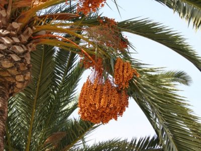 Tâmaras. Créditos: (foto https://www.outdoorcircle.org/)