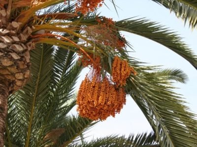 Tâmaras. Créditos: (foto https://www.outdoorcircle.org/)