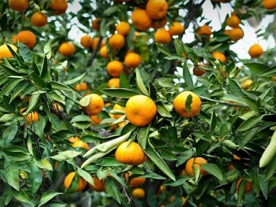 Tangerina - Divulgação