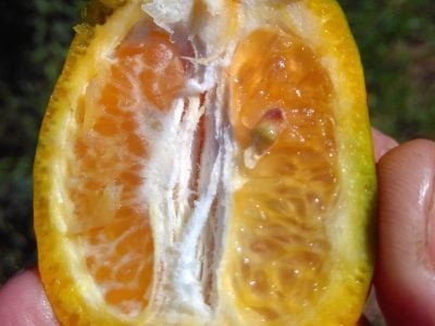 Tangerina Greening1 2