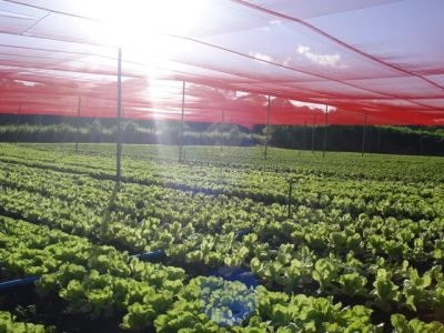 Tela-antiafÃ­deo-requer-pé-direita-da-estufa-mais-alto-Crédito-Edvar-de-Sousa