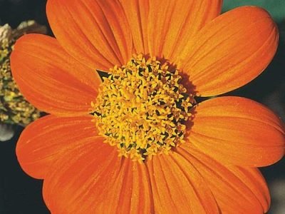 Foto: Titonia (Girassol Mexicano)/ Divulgação