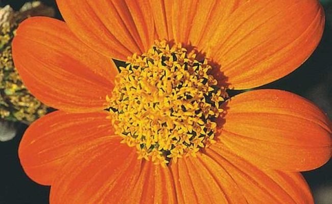 Foto: Titonia (Girassol Mexicano)/ Divulgação