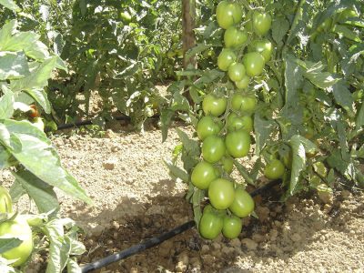 Tomate - Crédito Waldir Marouelli