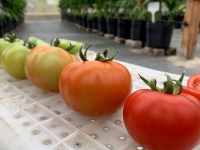 Tomate - Foto: Divulgação