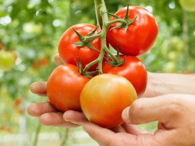 Tomate - Crédito: Shutterstock