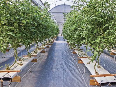 Tomate - Crédito: Hidrogood