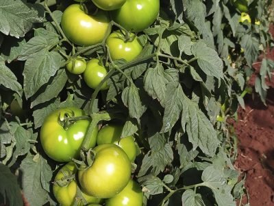 Tomate híbrido Evimeria, da linha de sementes Superseed Agristar do Brasil