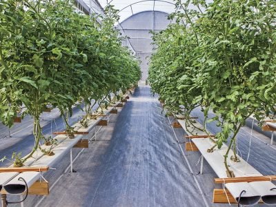 Tomate - Crédito: Hidrogood