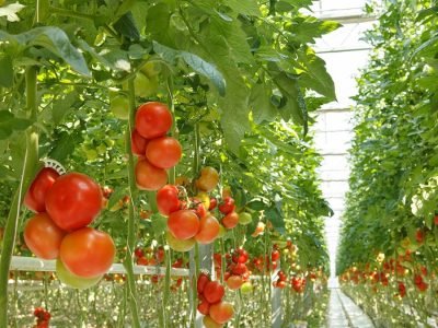 Tomate -  Créditos: shurtterstock