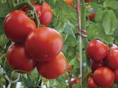 Tomate - Crédito: Shutterstock