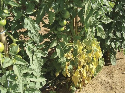 Sintomas de fusarium em tomateiro - Crédito: Hélcio Costa